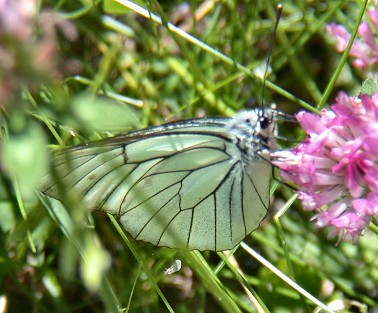 Grootgeaderdwitje120603